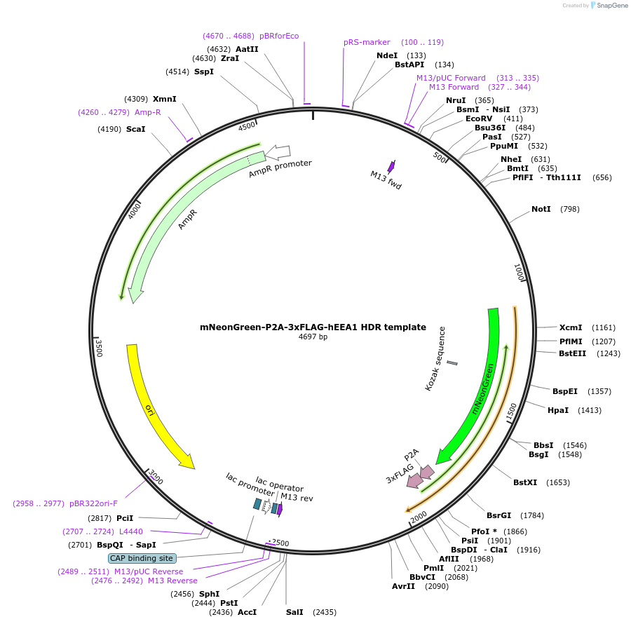 214989-plasmid-map-sequence-id-433123