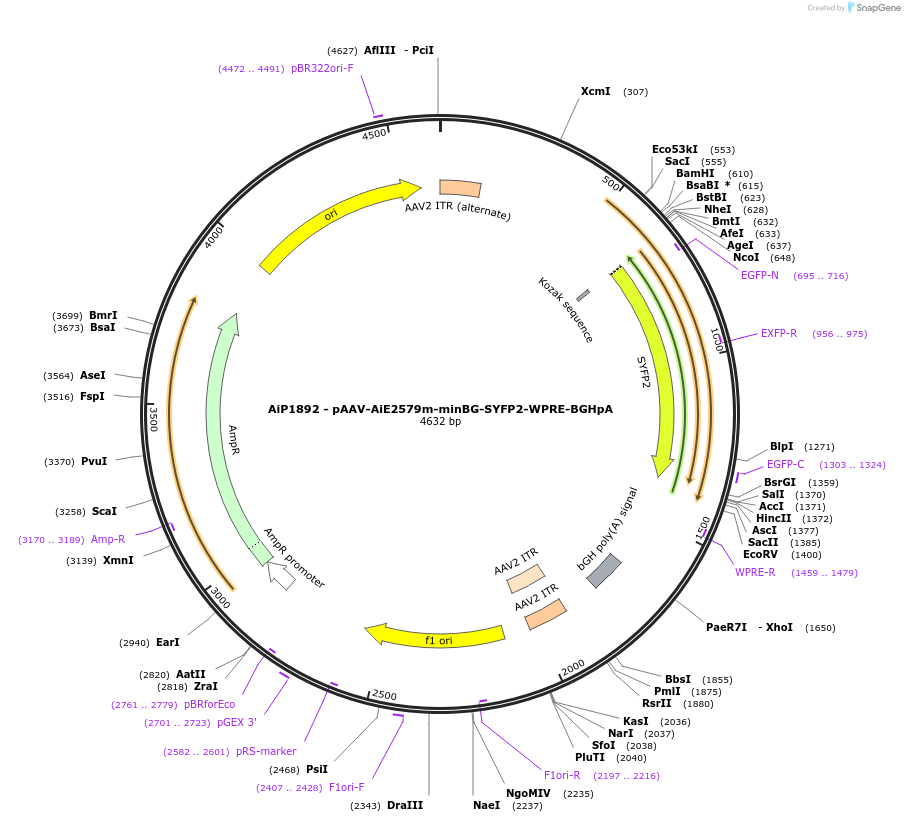 214572-plasmid-map-sequence-id-433124