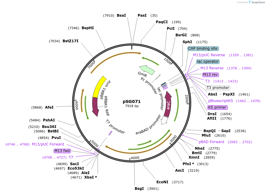 214257-plasmid-map-sequence-id-433134