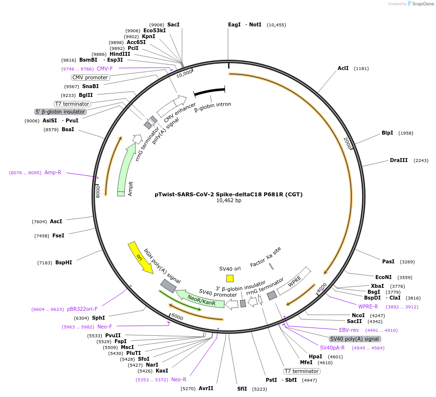 212424-plasmid-map-sequence-id-433153