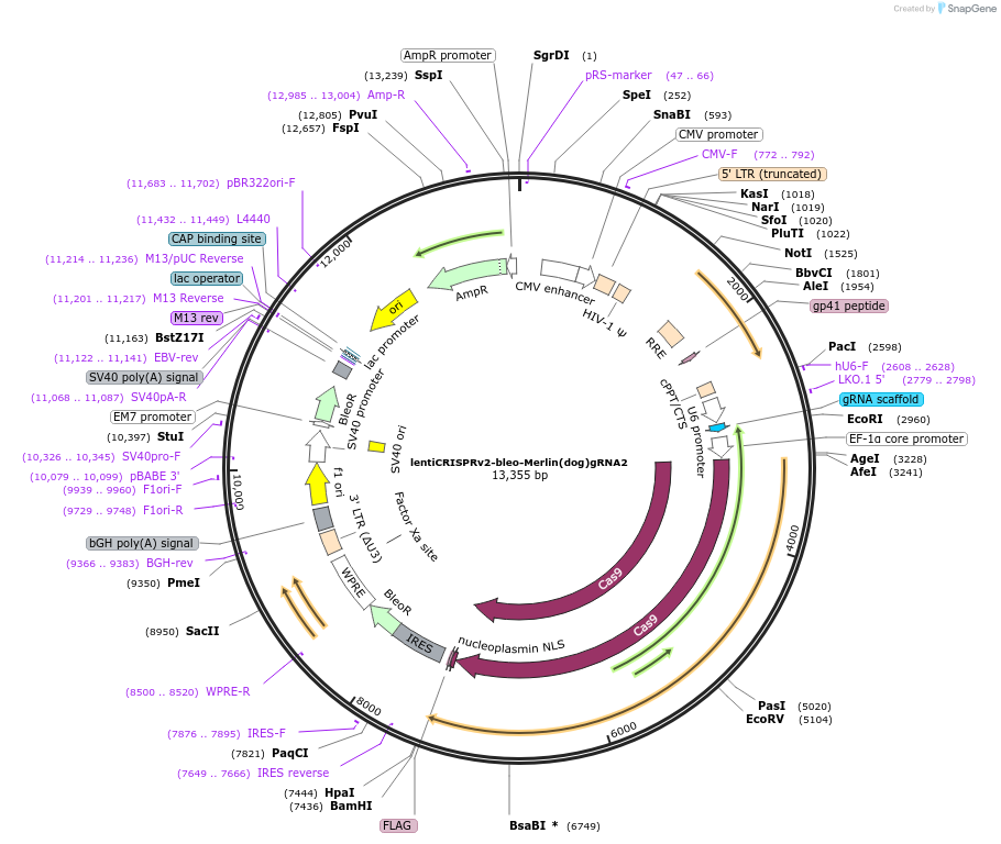 214824-plasmid-map-sequence-id-433154