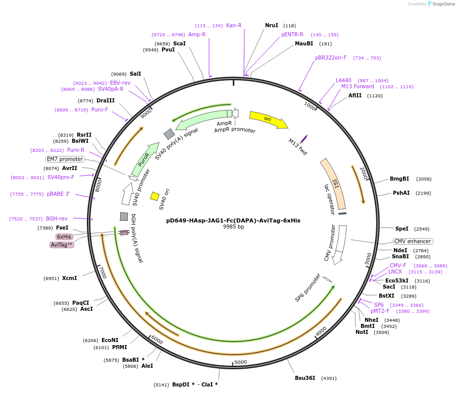 157024-plasmid-map-sequence-id-433176