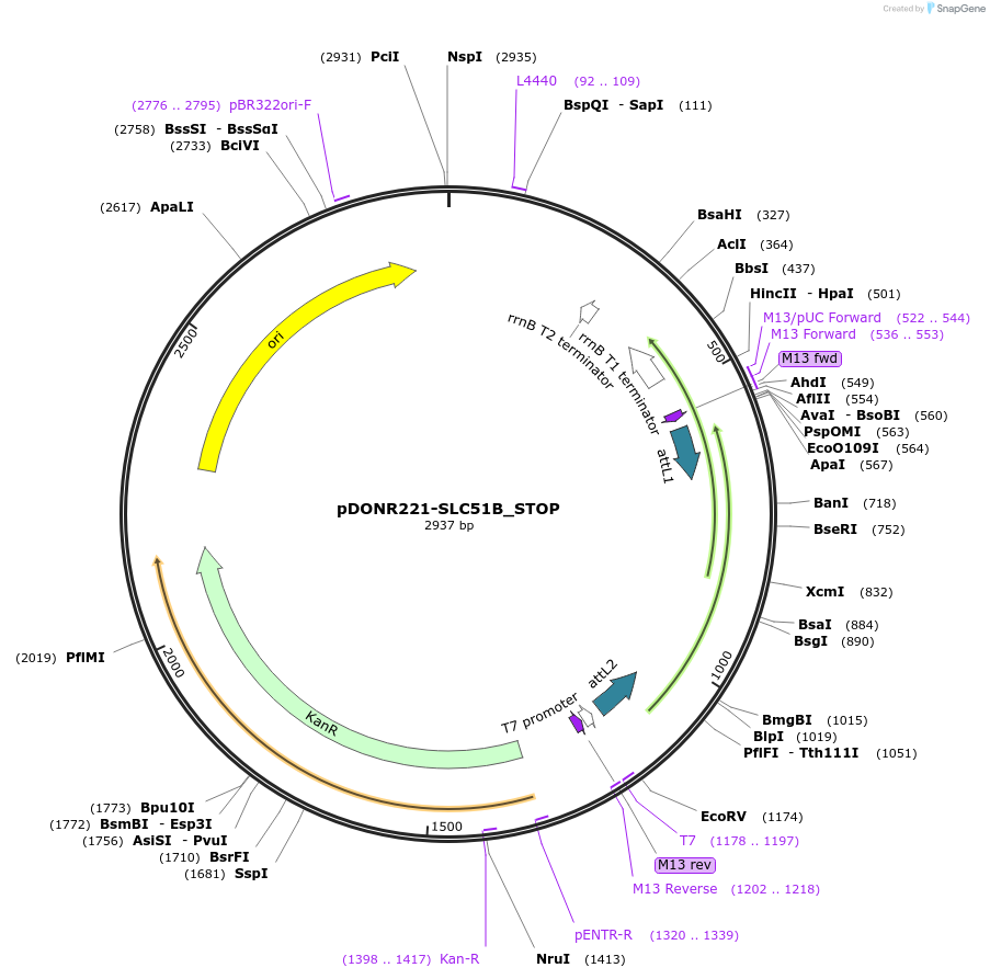 161323-plasmid-map-sequence-id-433179