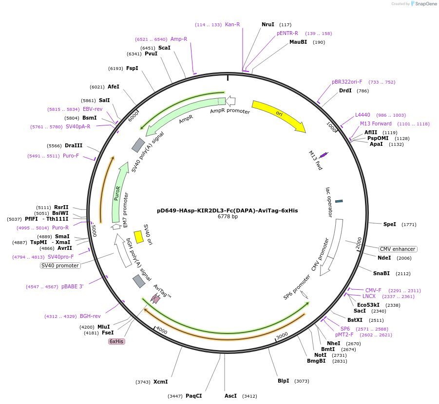 156670-plasmid-map-sequence-id-433181