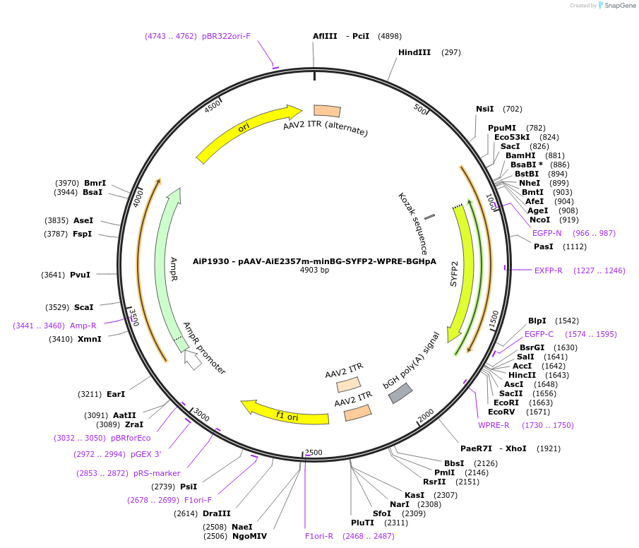 214584-plasmid-map-sequence-id-433182