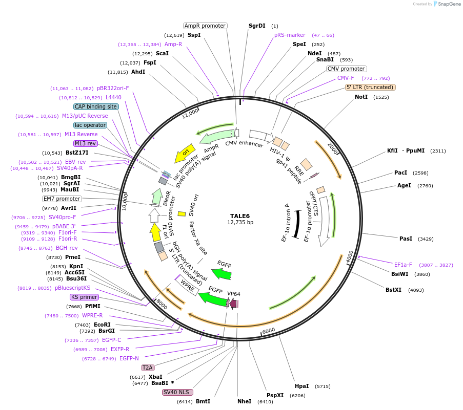 35421-plasmid-map-sequence-id-43319