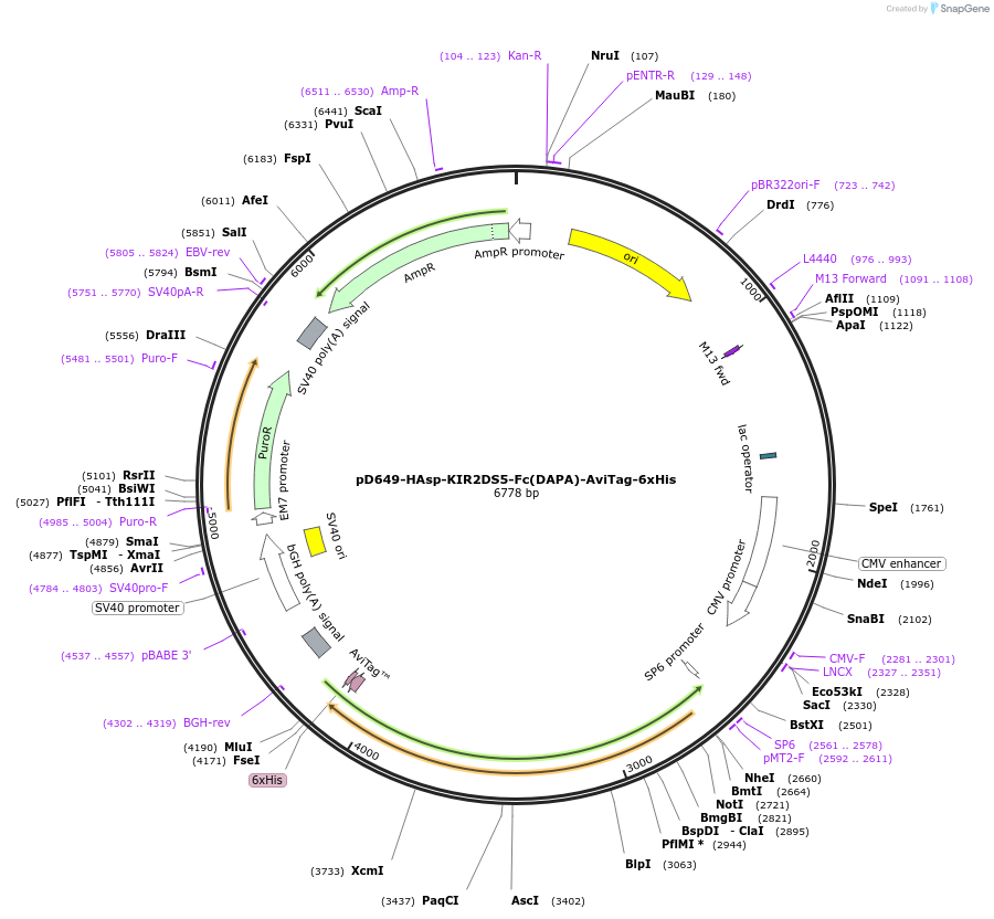 156674-plasmid-map-sequence-id-433195