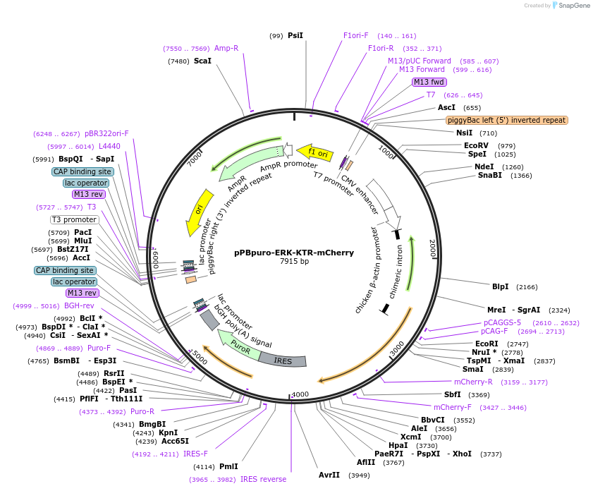 214829-plasmid-map-sequence-id-433197