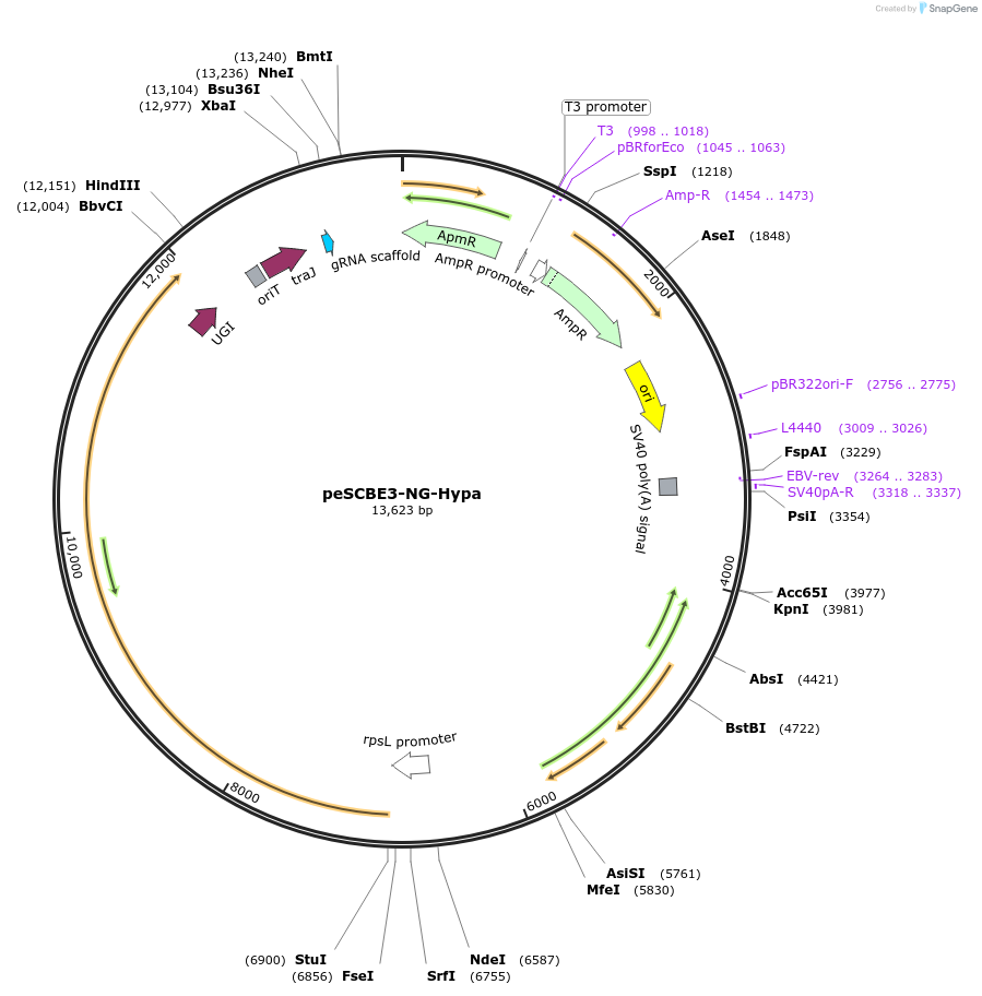218165-plasmid-map-sequence-id-433201