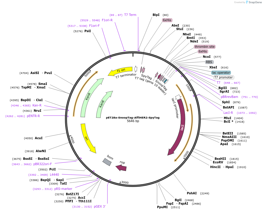 216280-plasmid-map-sequence-id-433203