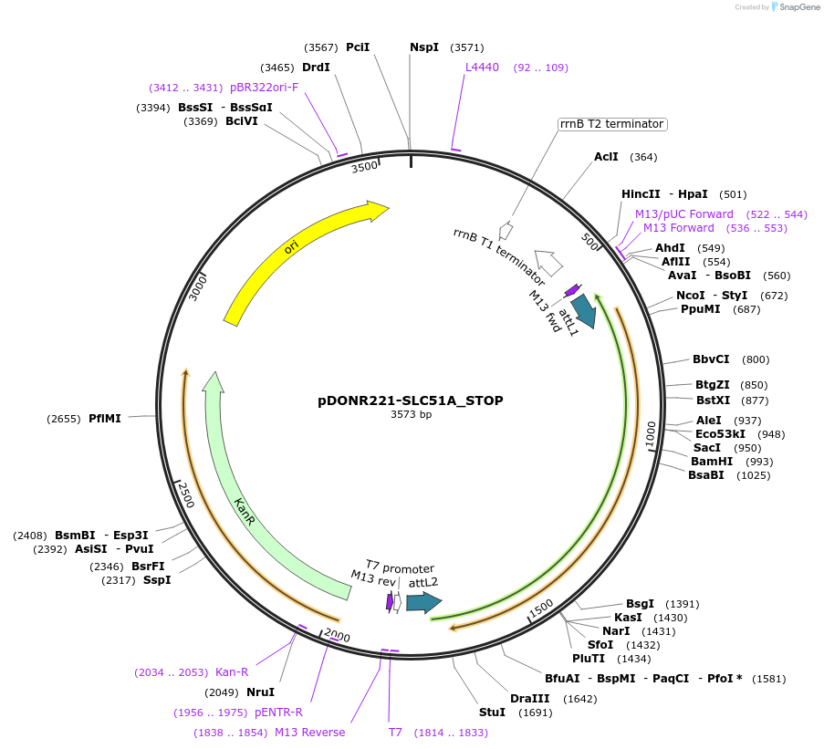 161406-plasmid-map-sequence-id-433209