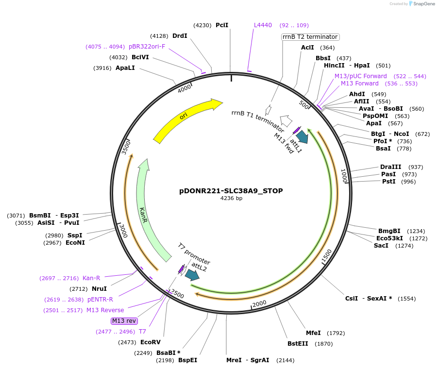161236-plasmid-map-sequence-id-433210