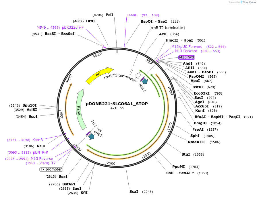 161427-plasmid-map-sequence-id-433211