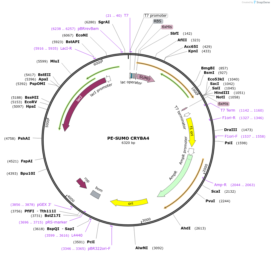 217671-plasmid-map-sequence-id-433253