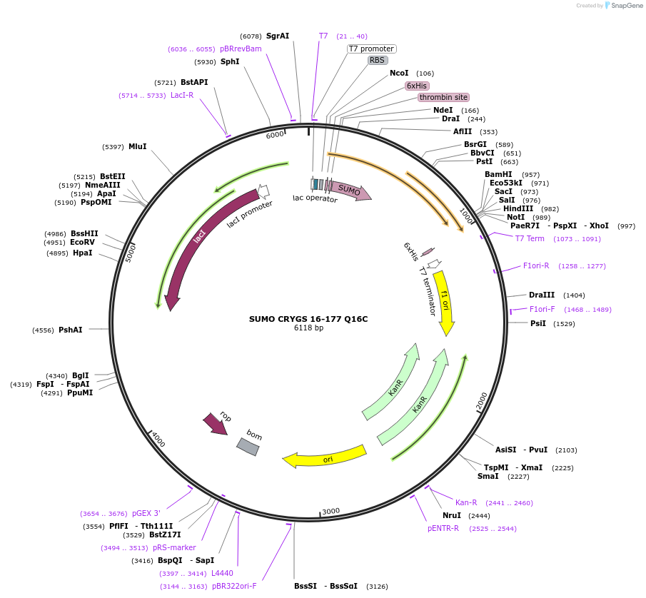 217673-plasmid-map-sequence-id-433254