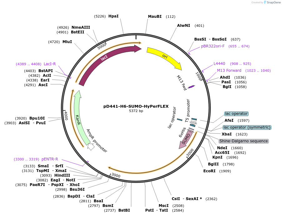 216676-plasmid-map-sequence-id-433255