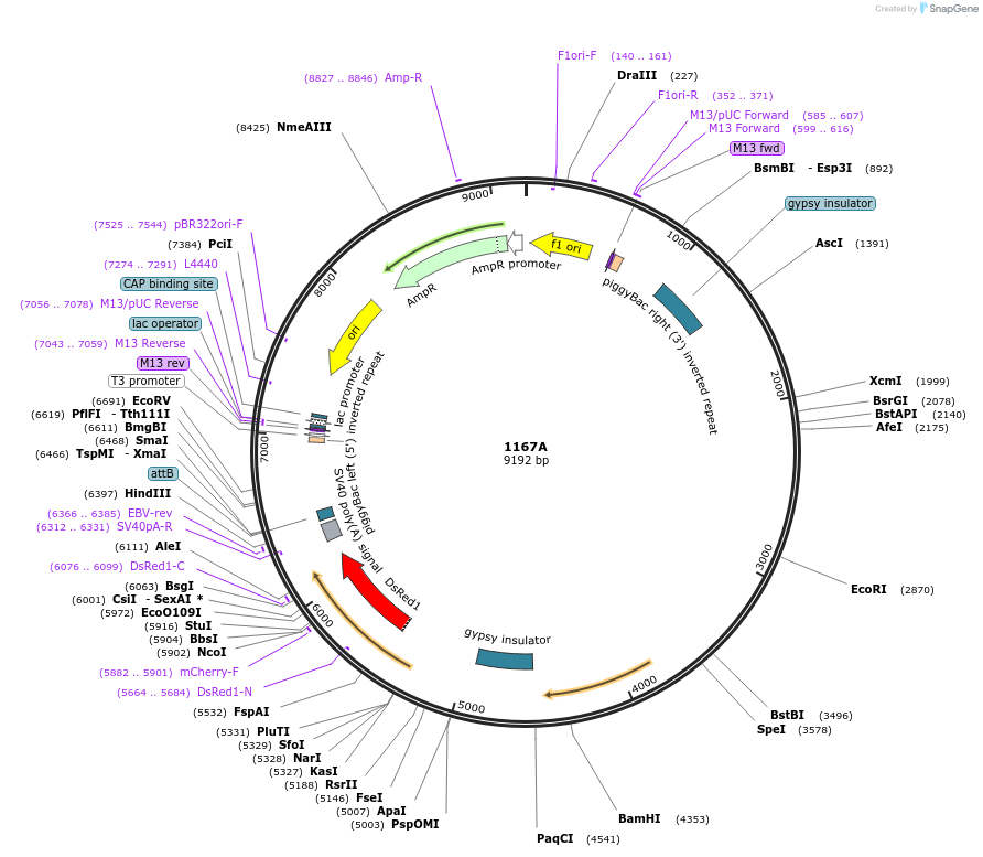 218233-plasmid-map-sequence-id-433264
