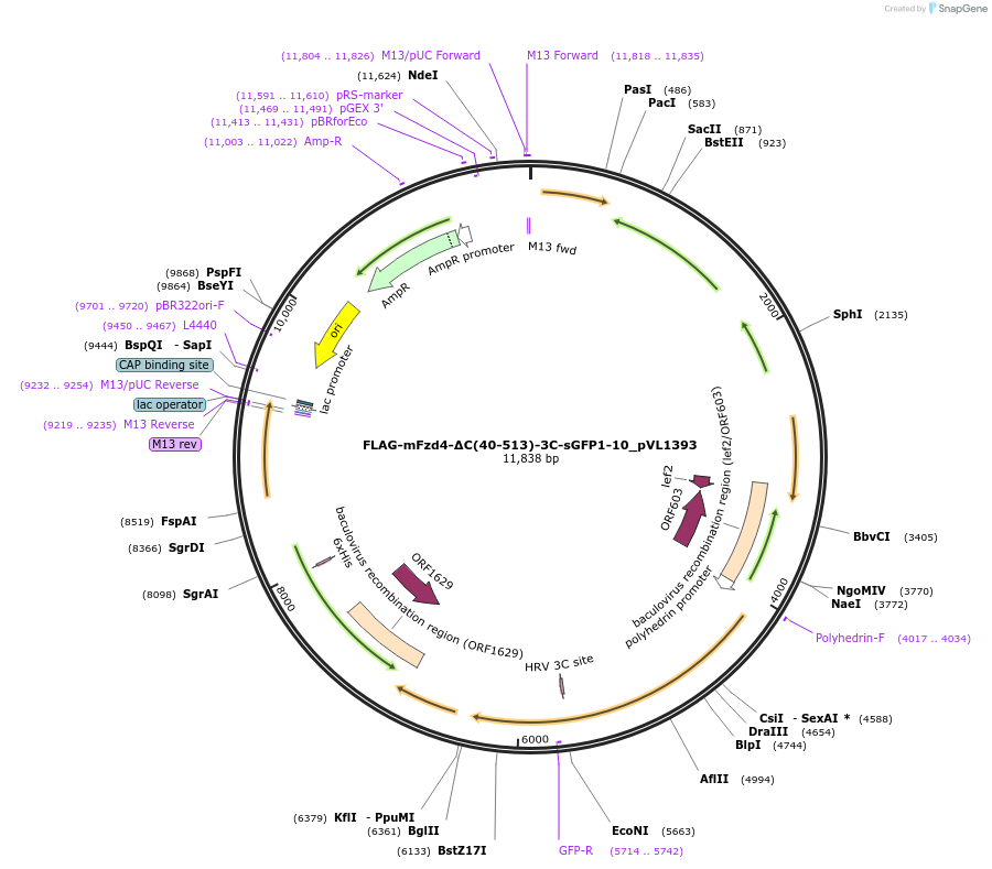 216380-plasmid-map-sequence-id-433266