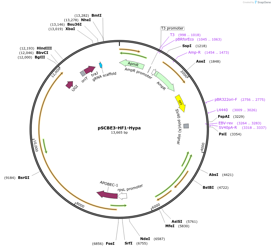 218158-plasmid-map-sequence-id-433272