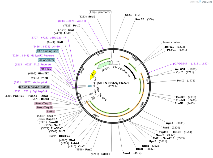 218668-plasmid-map-sequence-id-433275