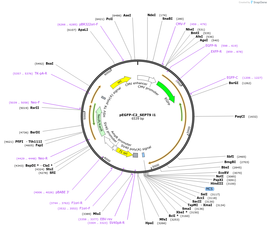 71609-plasmid-map-sequence-id-433303