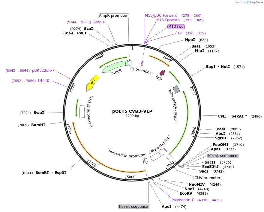 218146-plasmid-map-sequence-id-433321