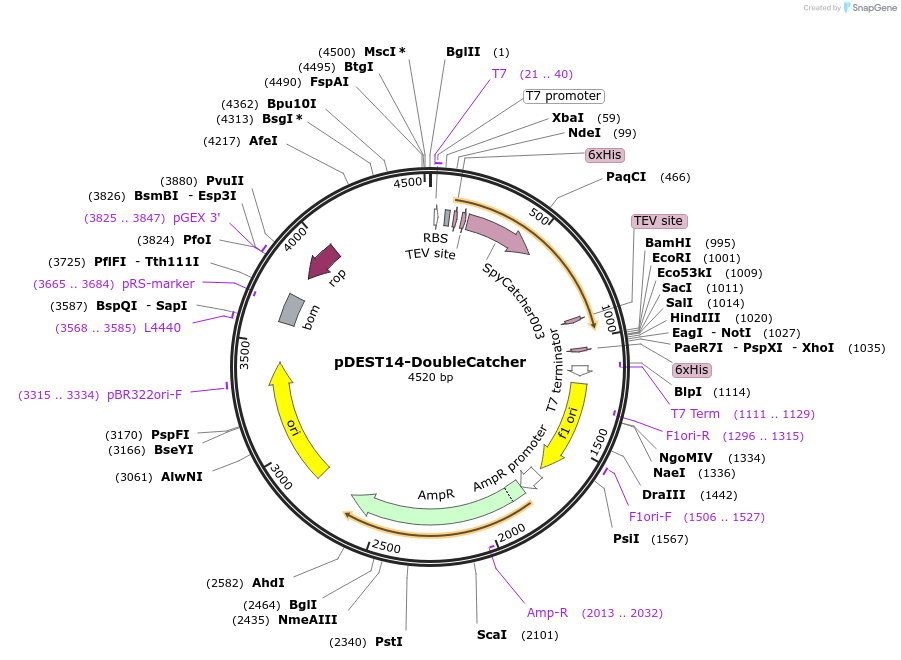 216284-plasmid-map-sequence-id-433325