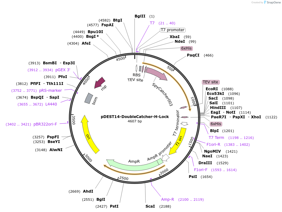 216285-plasmid-map-sequence-id-433331