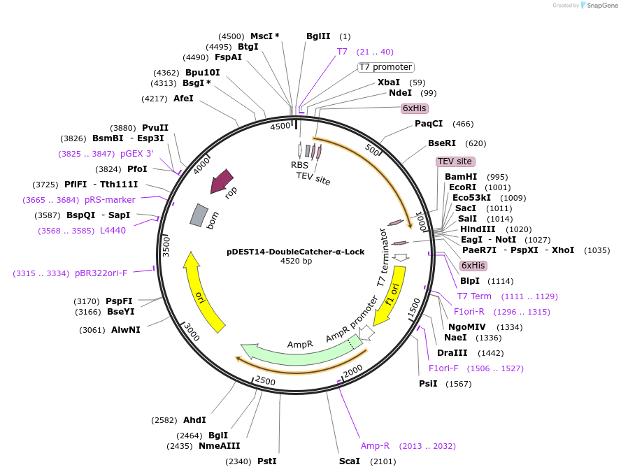216286-plasmid-map-sequence-id-433335
