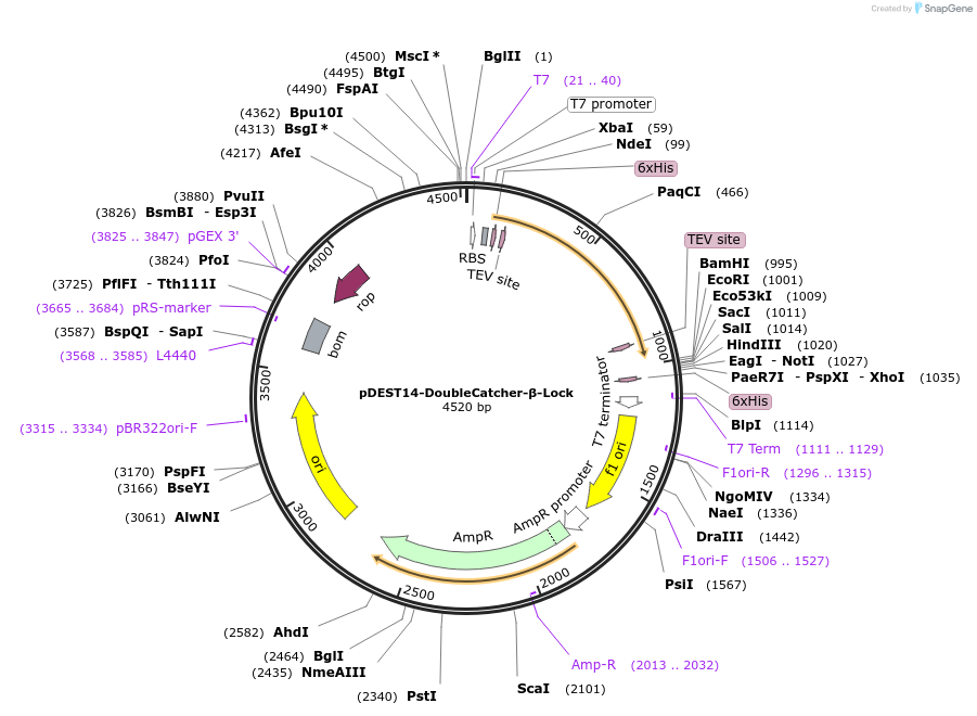 216287-plasmid-map-sequence-id-433337