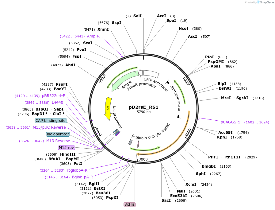 219723-plasmid-map-sequence-id-433342