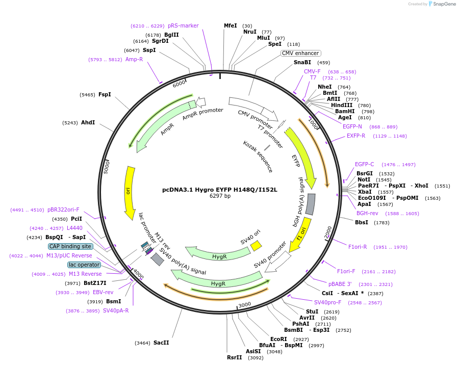 25874-plasmid-map-sequence-id-433351