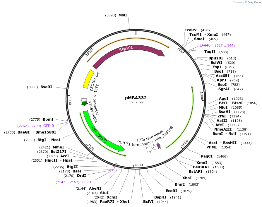214744-plasmid-map-sequence-id-433364