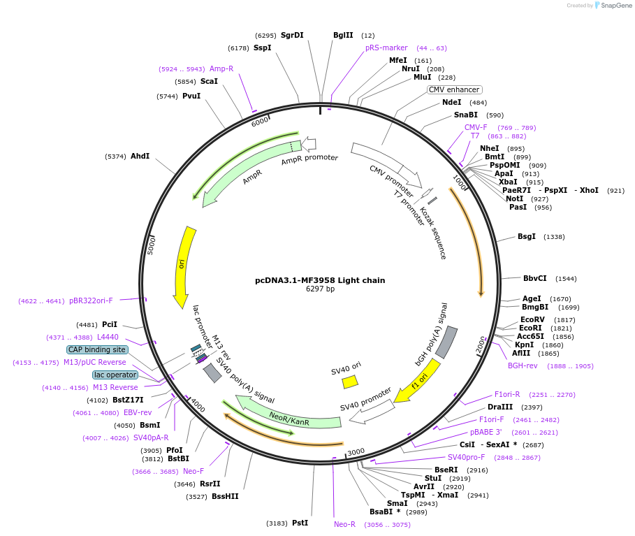 216304-plasmid-map-sequence-id-433369