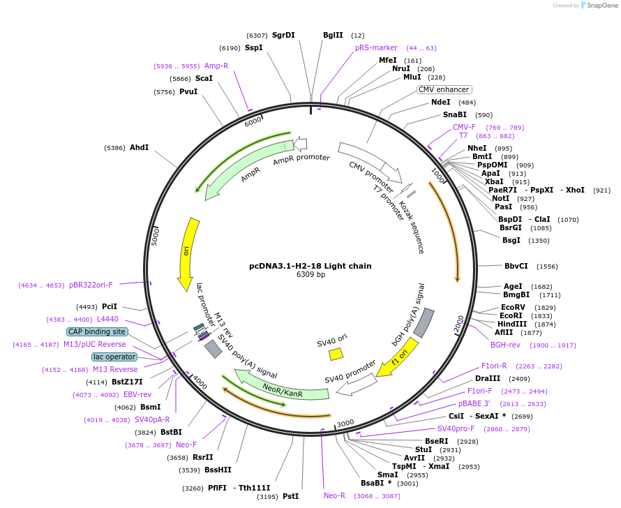 216308-plasmid-map-sequence-id-433371