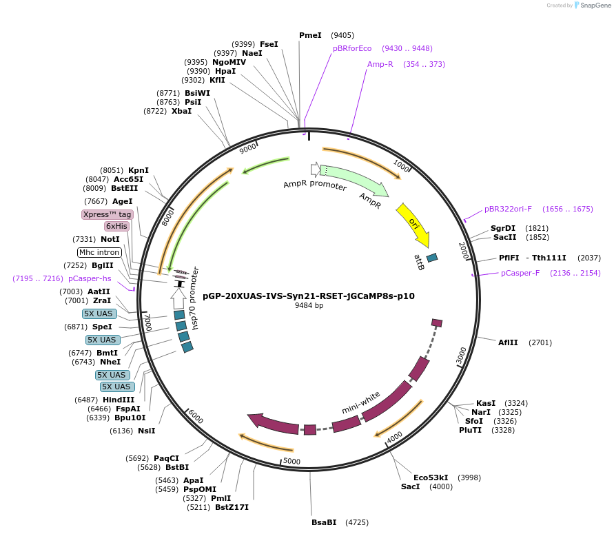 218864-plasmid-map-sequence-id-433411