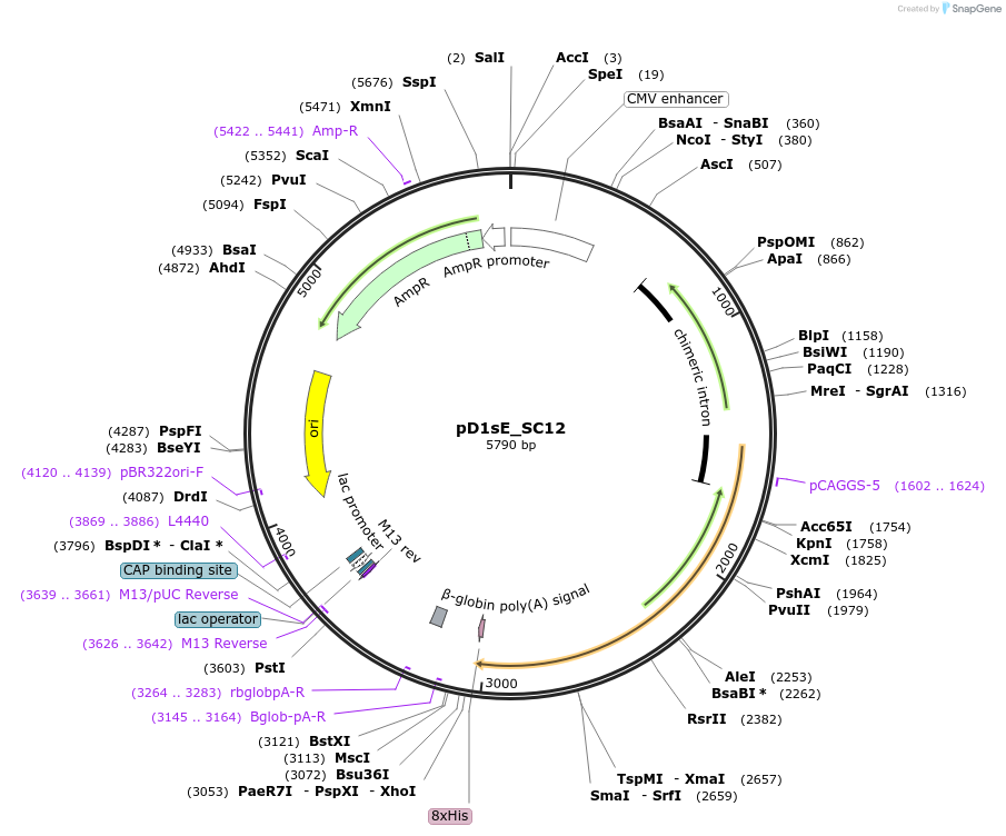 219718-plasmid-map-sequence-id-433425