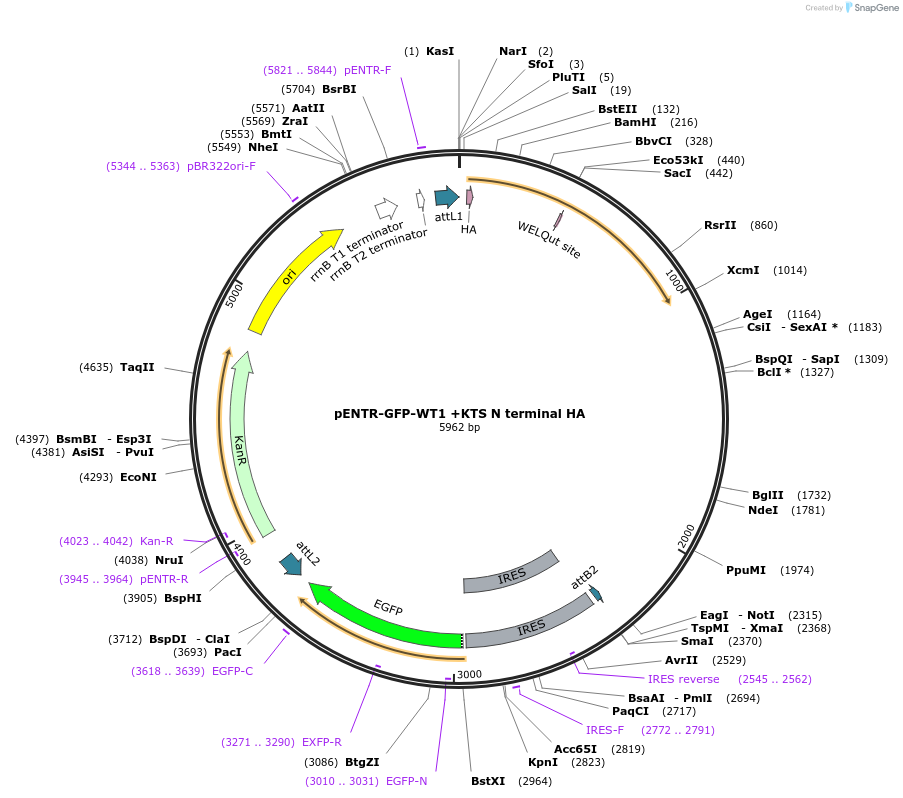 217639-plasmid-map-sequence-id-433433