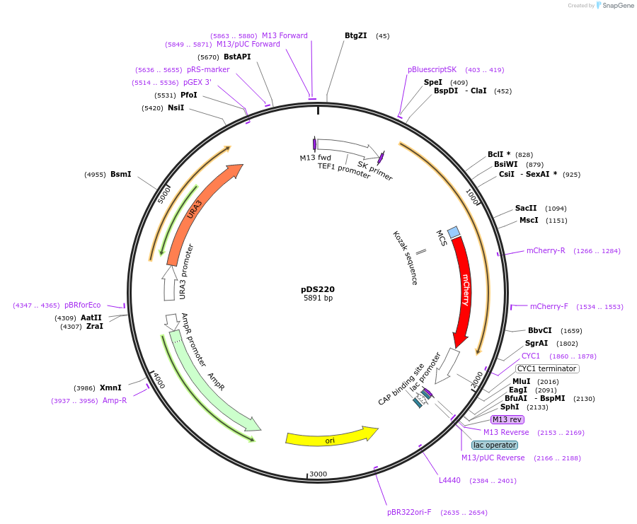 34980-plasmid-map-sequence-id-43349