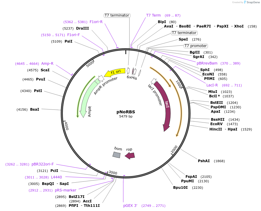 218167-plasmid-map-sequence-id-433566
