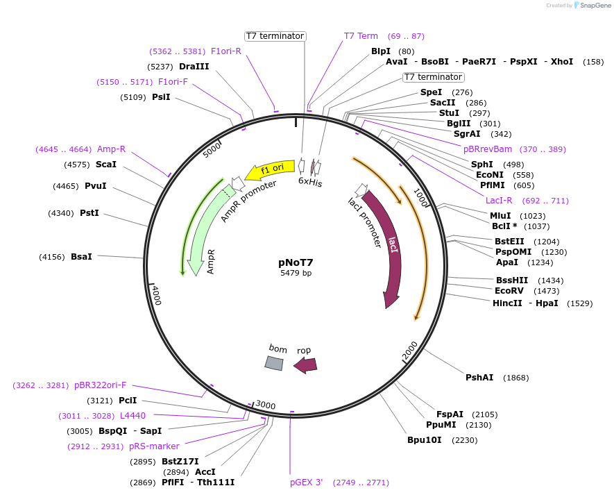 218168-plasmid-map-sequence-id-433567