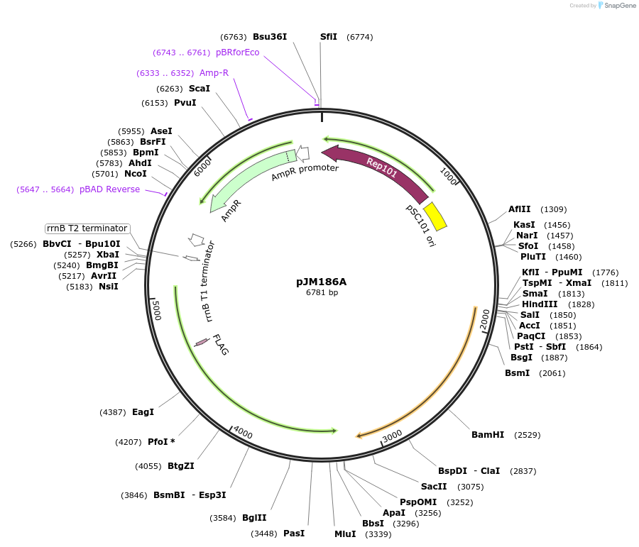 218127-plasmid-map-sequence-id-433621