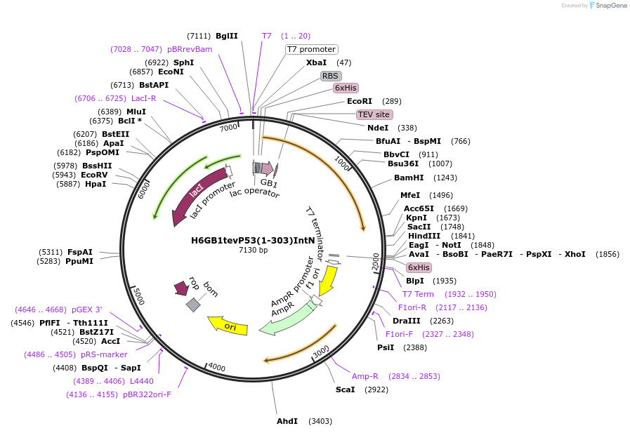 200312-plasmid-map-sequence-id-433635