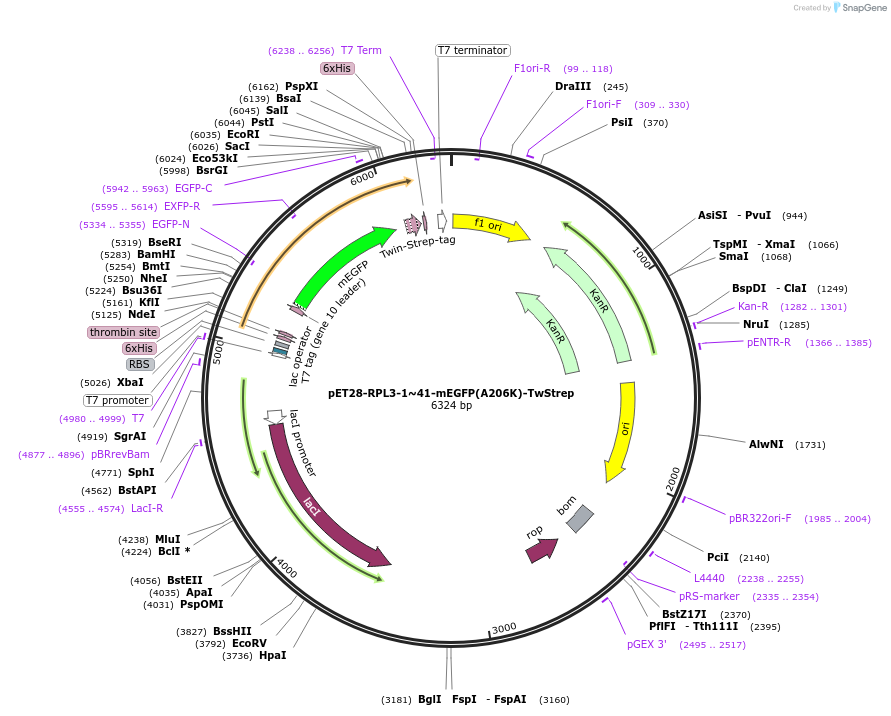 208628-plasmid-map-sequence-id-433639