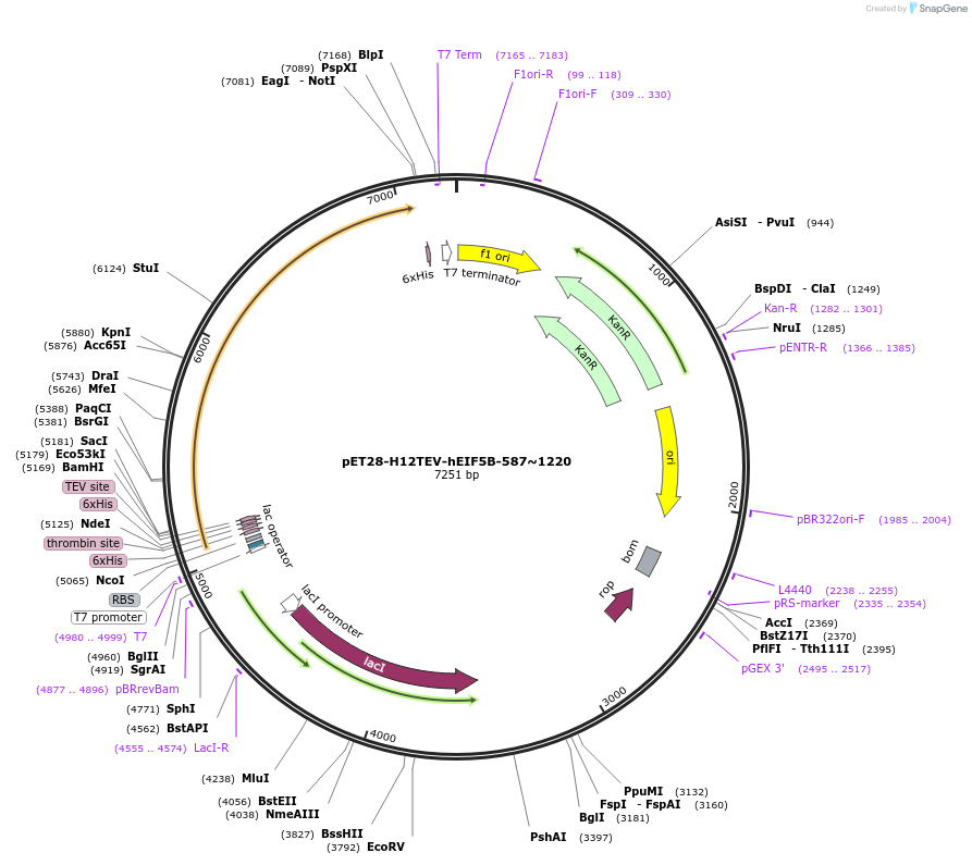 208637-plasmid-map-sequence-id-433646