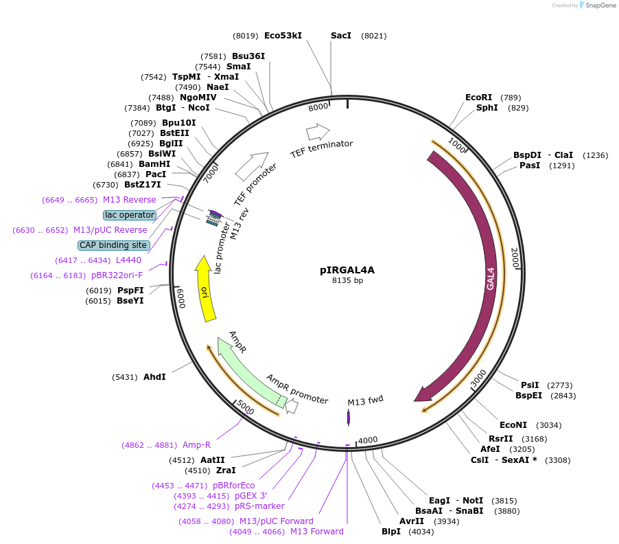 218277-plasmid-map-sequence-id-433678