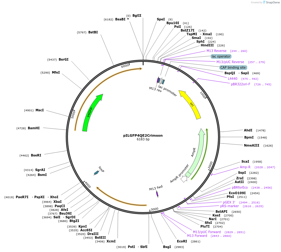 218280-plasmid-map-sequence-id-433682