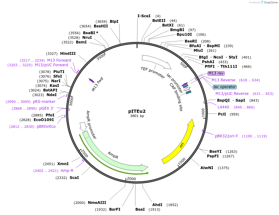 218282-plasmid-map-sequence-id-433684