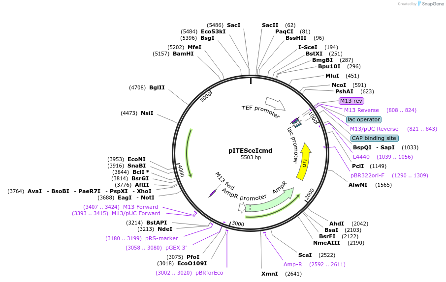218288-plasmid-map-sequence-id-433690