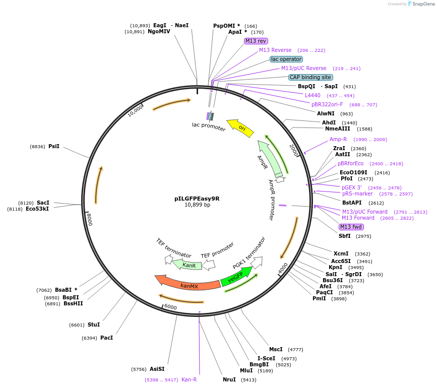 218291-plasmid-map-sequence-id-433736